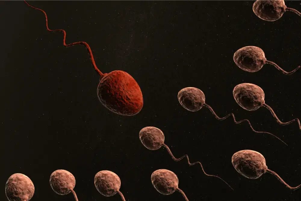 Male Fertility Understanding the Basics